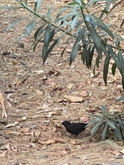 Turdus merula cabrerae