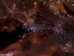 Ascidonia flavomaculata