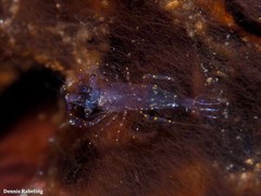 Ascidonia flavomaculata