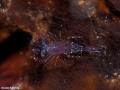 Ascidonia flavomaculata