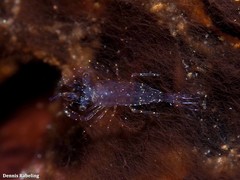 Ascidonia flavomaculata