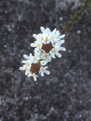 Pseudoselago ascendens