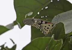 Papilio antimachus