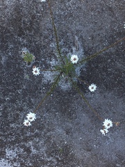 Pseudoselago ascendens