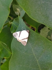 Eulepidotis rectimargo