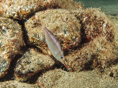 Macroramphosus gracilis