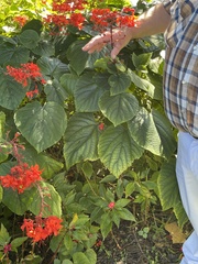 Clerodendrum speciosissimum