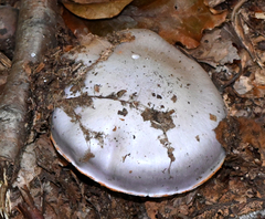 Cortinarius lilacinus