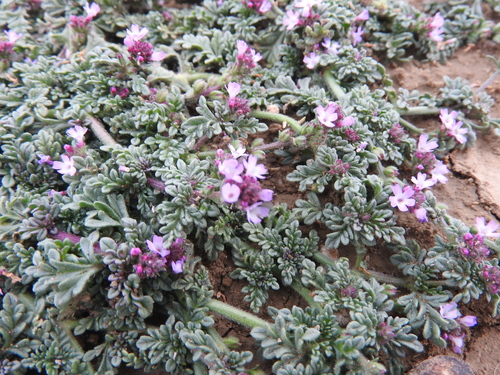 Supine vervain (Verbena supina)