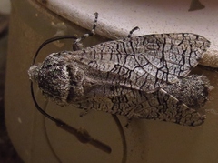 Prionoxystus macmurtrei