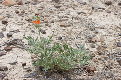 Sphaeralcea grossulariifolia