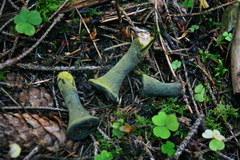 Hypomyces luteovirens