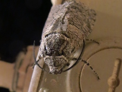 Prionoxystus macmurtrei