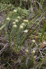Phylica pubescens