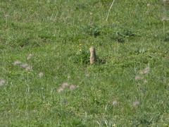 Spermophilus citellus