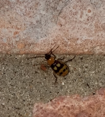 Paranapiacaba connexa