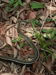 Chironius bicarinatus