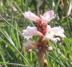 Satyrium sphaerocarpum