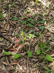 Chironius bicarinatus