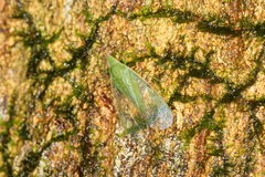 Pteroplegma jacobiana