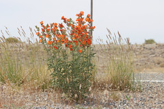 Sphaeralcea grossulariifolia