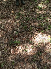 Chironius bicarinatus