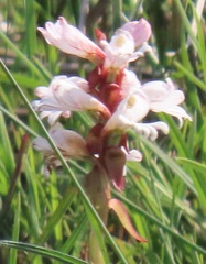 Satyrium sphaerocarpum