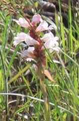 Satyrium sphaerocarpum