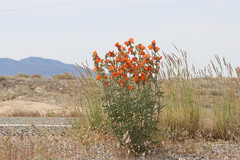 Sphaeralcea grossulariifolia