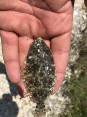 Paralichthys lethostigma