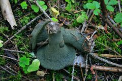 Hypomyces luteovirens