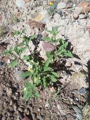 Solanum tweedianum