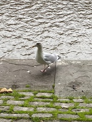 Larus argentatus