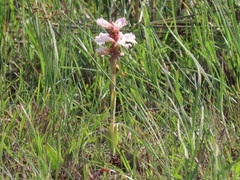 Satyrium sphaerocarpum