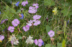 Dianthus alpinus