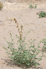 Sphaeralcea munroana