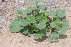 Sphaeralcea munroana