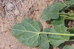 Sphaeralcea munroana