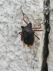 Pentatoma rufipes