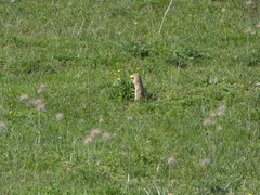 Spermophilus citellus