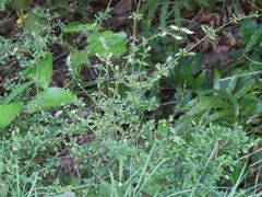 Achyropsis avicularis