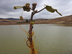 Cuscuta campestris