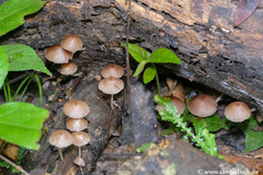 Mycena clarkeana