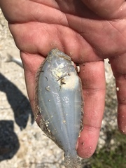 Paralichthys lethostigma