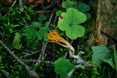 Calocera viscosa