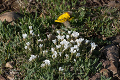 Cherleria arctica