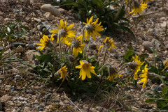 Arnica angustifolia