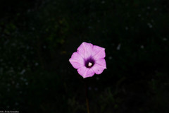 Ipomoea × leucantha