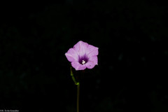 Ipomoea × leucantha