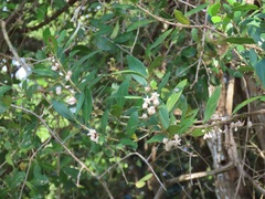 Tricalysia sonderiana